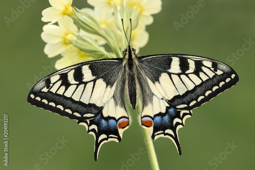 Swallowtail (Papilio machaon) on primrose, Tyrol, Austria, Europe
