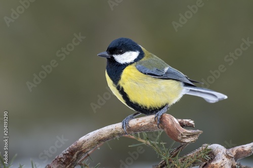 Great tit (Parus major) sits on a branch, Tyrol, Austria, Europe photo