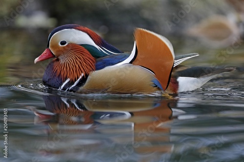Mandarin duck floating in water