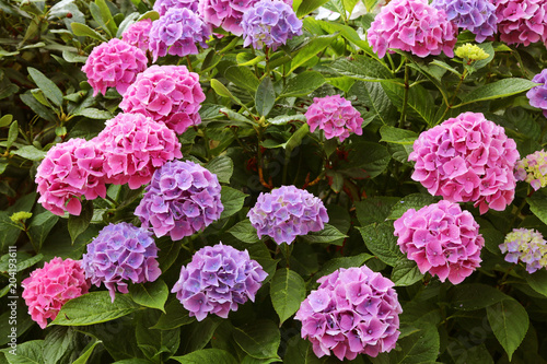 Φωτογραφία Pink hydrangea macrophylla or hortensia