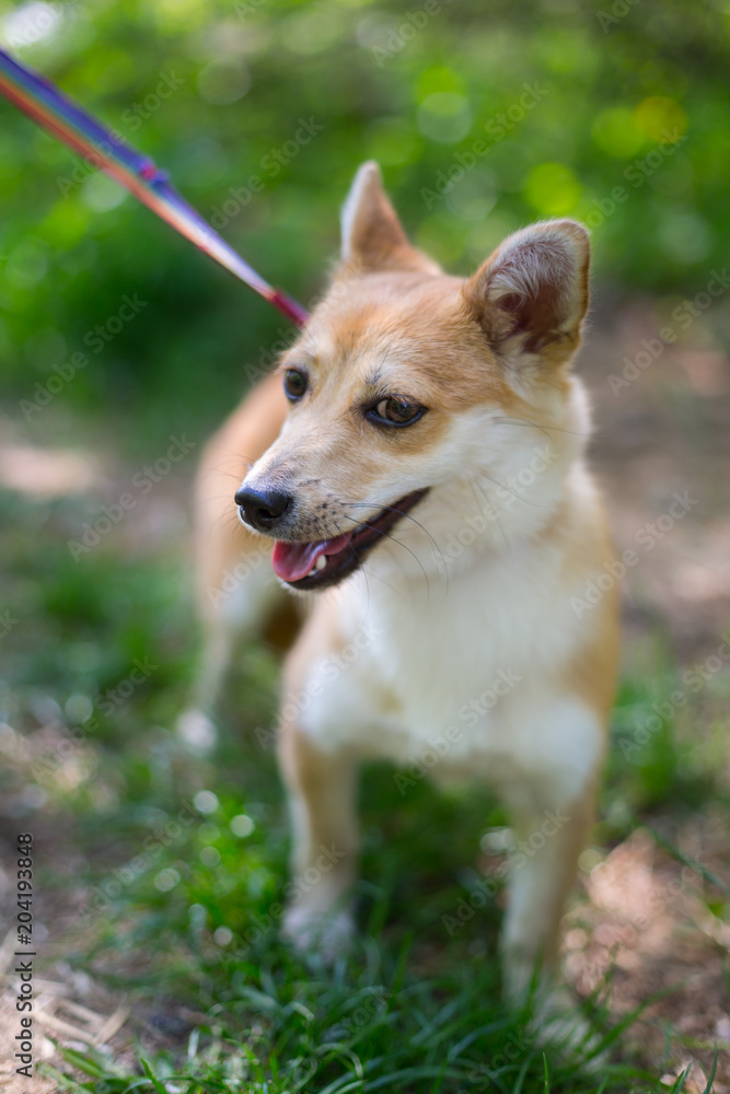 a shelter for homeless animals a shelter for homeless animals