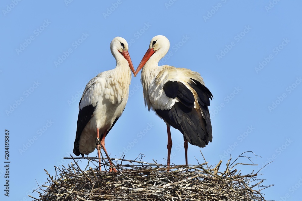 White storks (Ciconia ciconia), couple standing on eyrie, Canton of Aargau,  Switzerland, Europe Stock Photo | Adobe Stock