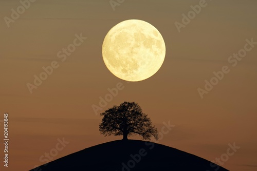 Solitaire tree, Linden tree (Tilia), on moraine hills at full moon, Canton Zurich, Switzerland, Europe photo