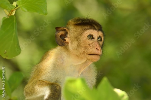 Toque macaque sitting outdoors photo