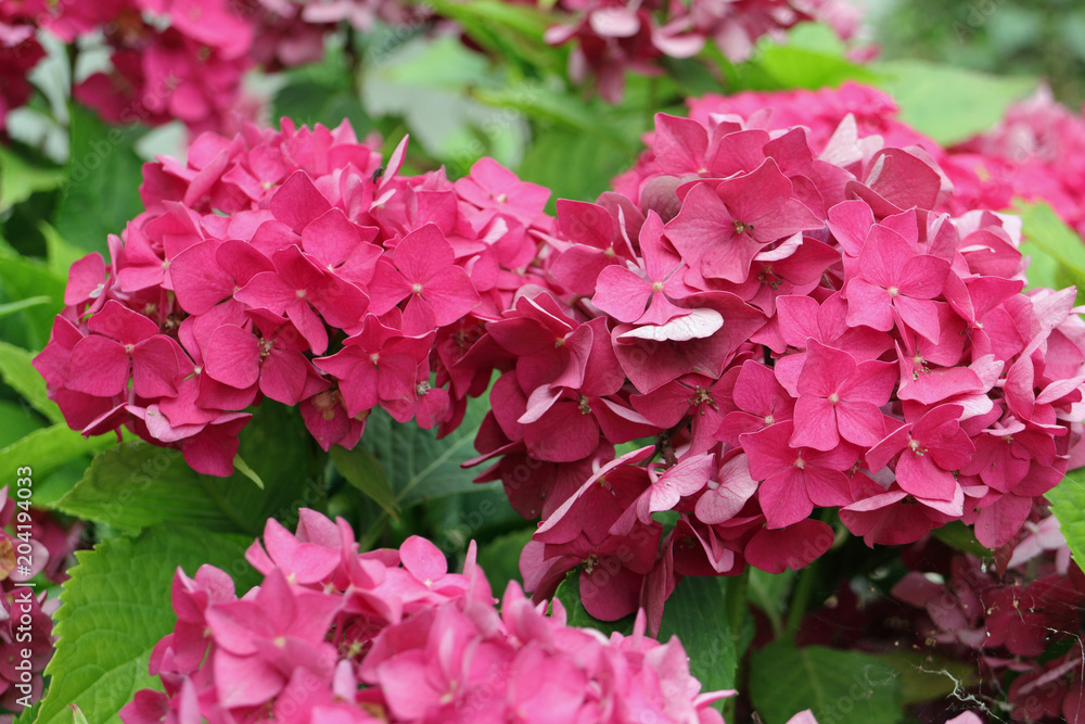 Hortensie Hortensie