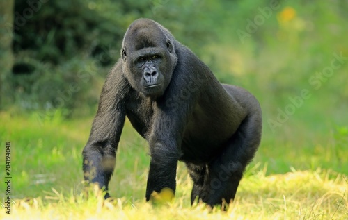 Western lowland gorilla (Gorilla gorilla gorilla), adult, captive photo