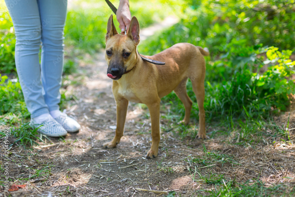 a stray dog sits on a chain in a shelter