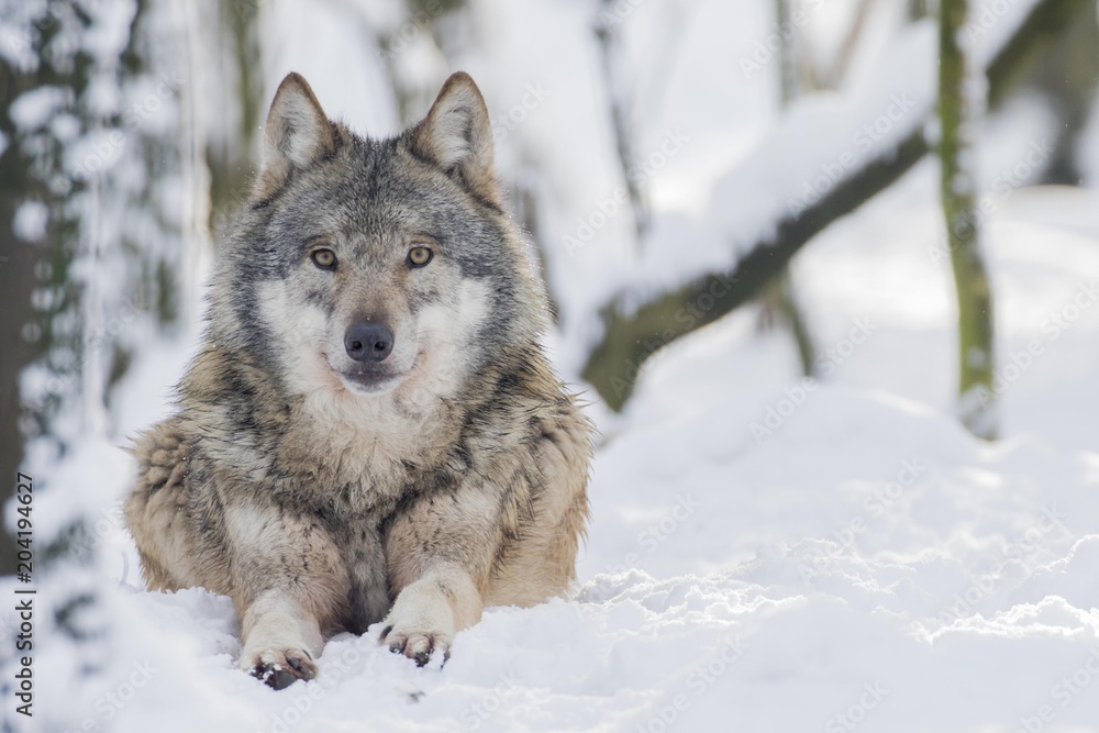 Gray wolf (Canis lupus) lies in the snow, captive, Germany, Europe Gray wolf (Canis lupus) lies in the snow, captive, Germany, Europe