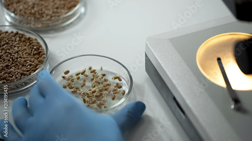 Картината върху платно Laboratory expert breeding modified varieties of crops, organic grain growing