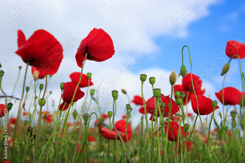Poppies on sky background.