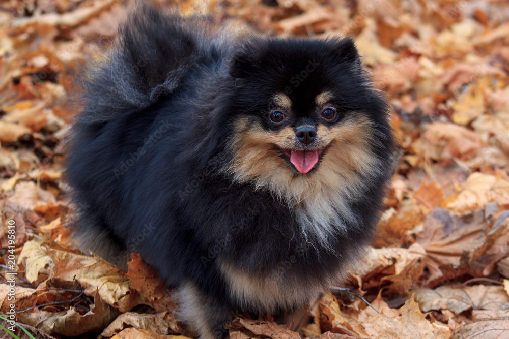 Pomeranian spitz is standing in the autumn foliage.