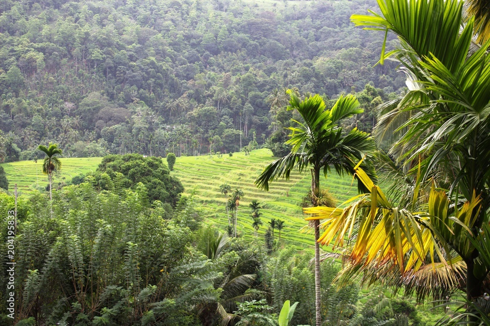 Fototapeta premium Sri lanka