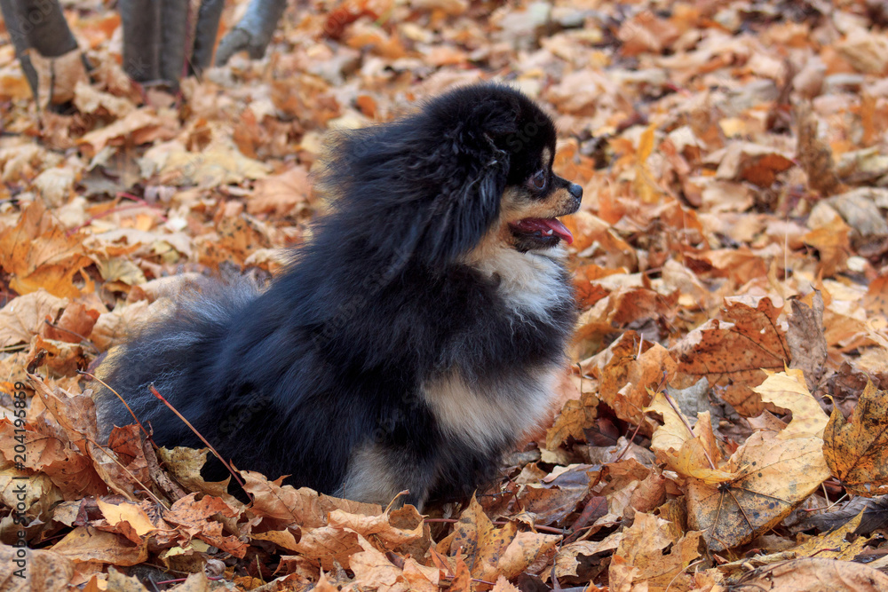 Black pomeranian puppy is sitting on the autumn foliage.