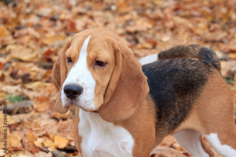 Cute beagle is standing in the autumn foliage.
