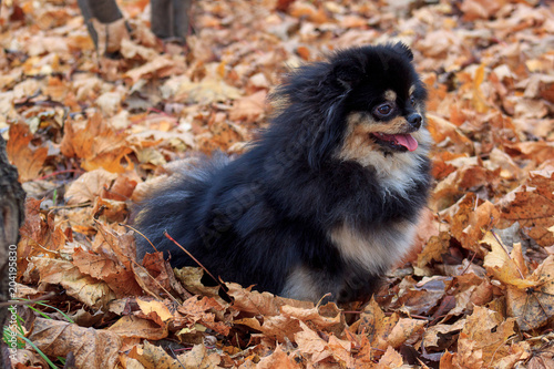Bild auf Leinwand Pomeranian puppy is sitting in the autumn foliage.
