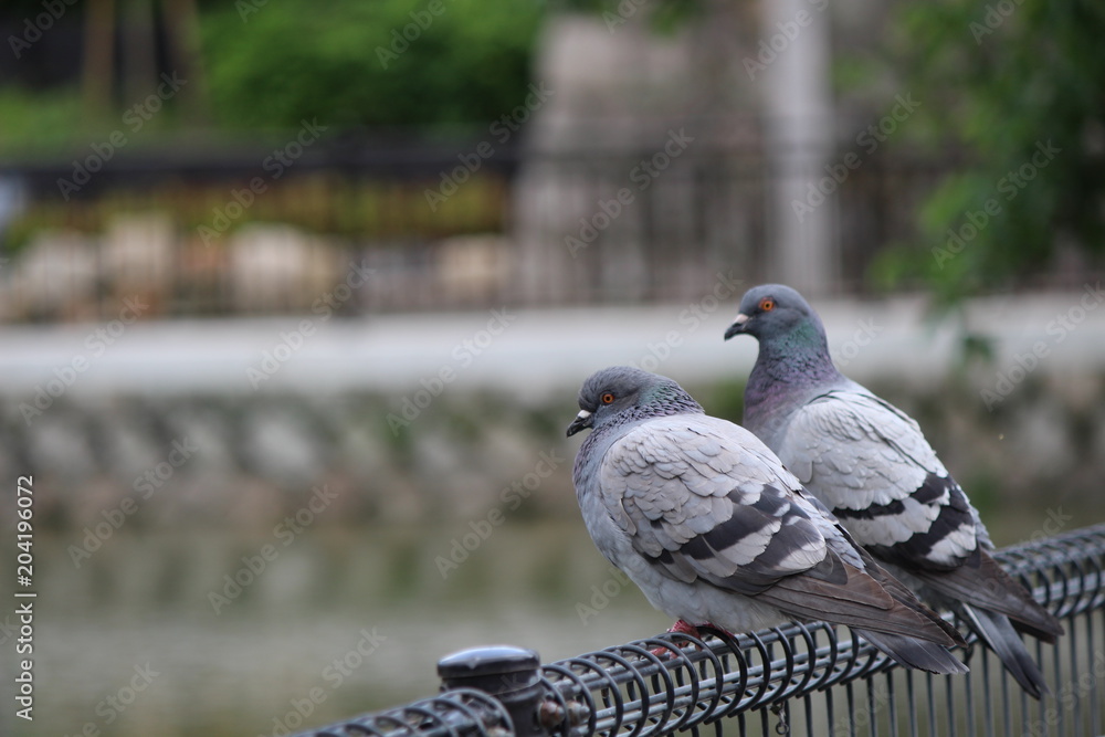 Obraz premium pigeon