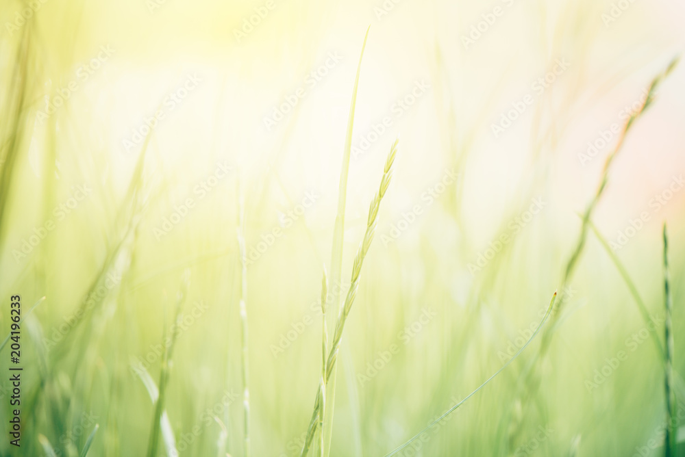 Abstract blur springtime background