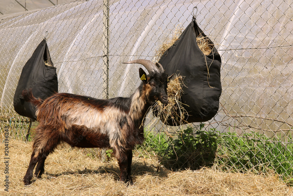 Danish goat. Denmark. Danish goat. Denmark.