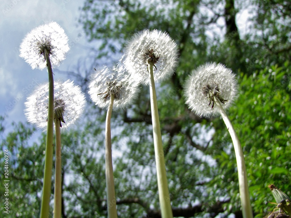 Fleurs de pissenlits.