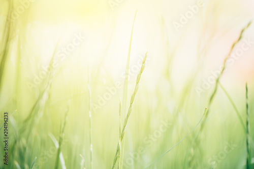 Abstract blur springtime background