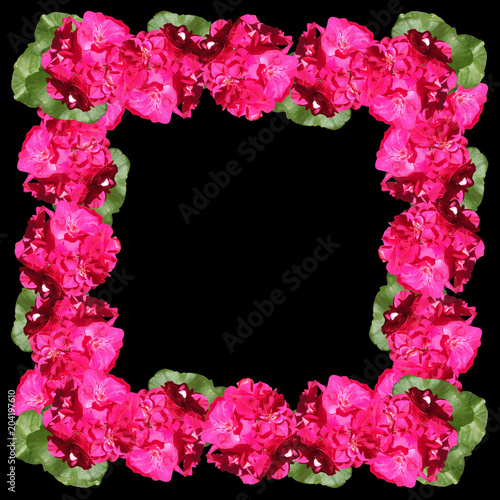 Fototapeta Naklejka Na Ścianę i Meble -  Beautiful flower frame with pink pelargonium. Isolated 