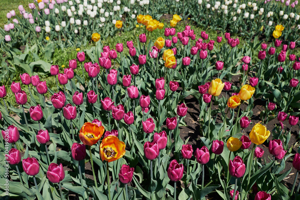 flowers tulips, spring, sun, nature, garden, flower bed