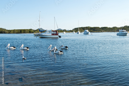 Pelicans and boats on Myall Lake in Australia.