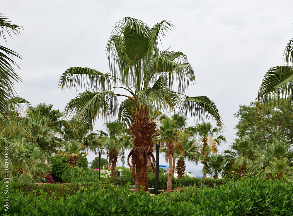 green palm trees grove. tropical green landscape. resort concept.
