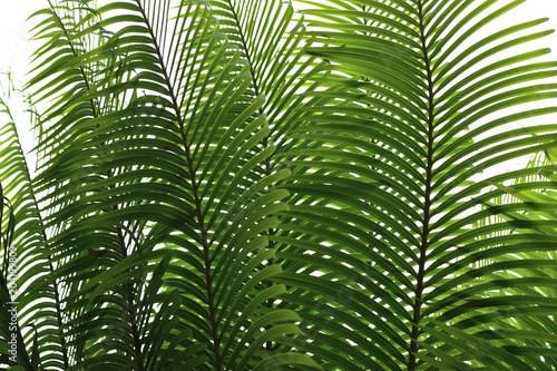 Palm leaves green background