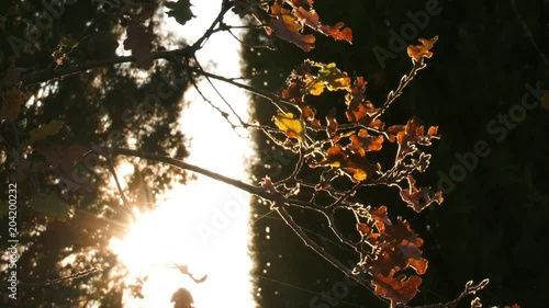 Rami in controluce con insetti e ragnatele photo