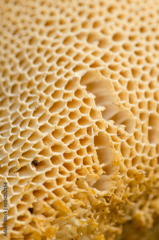 Texture Of A Tubular Mushroom. Shallow Depth Of Field. Close-Up. Macro.