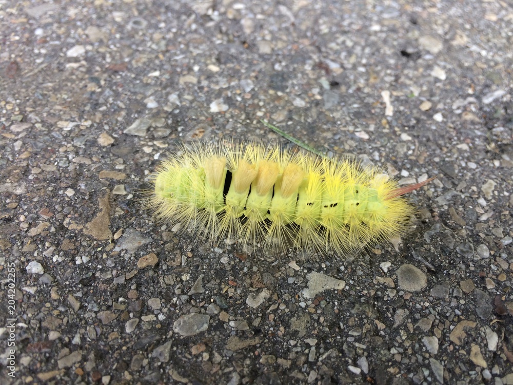 Grüne, zottelig, stachelige Raupe auf Straße, Boden Grüne, zottelig, stachelige Raupe auf Straße, Boden