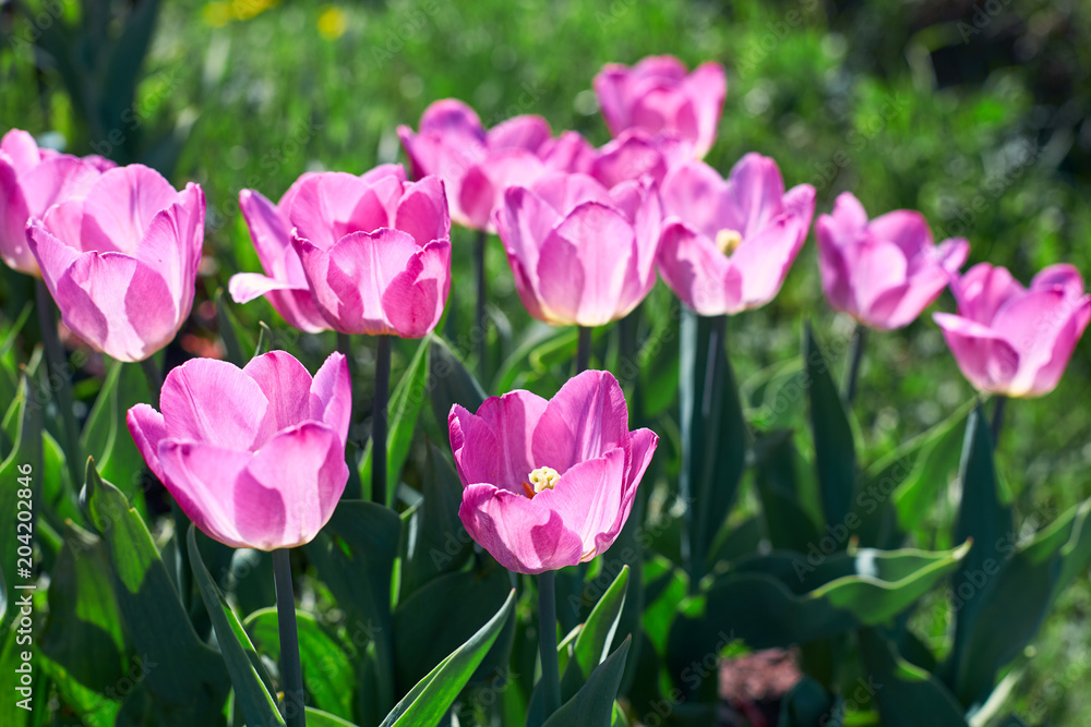 Beautiful pink flower tulips lit by sunlight. Soft selective focus. Close up. Background of spring flower tulips Beautiful pink flower tulips lit by sunlight. Soft selective focus. Close up. Background of spring flower tulips