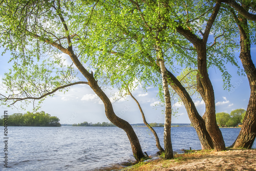 Summer landscape of trees on shore of lake on bright sunny day with blue sky