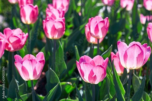 Beautiful pink flower tulips lit by sunlight. Soft selective focus. Close up. Background of spring flower tulips