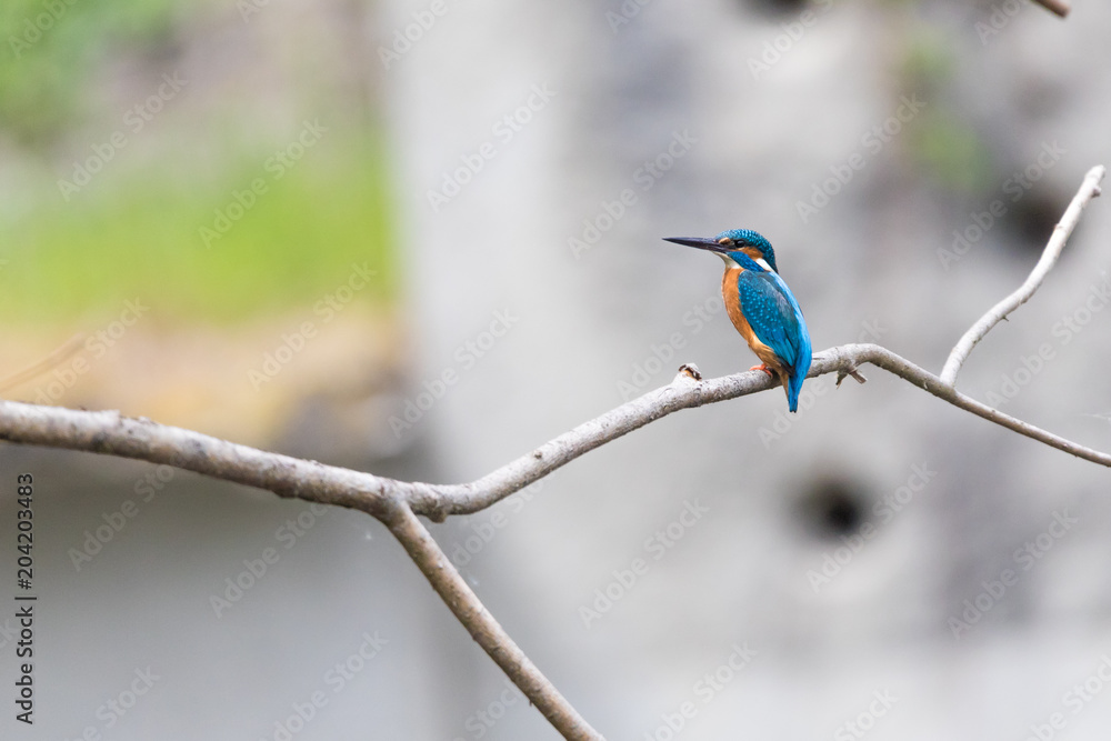 Obraz premium Kingfisher in Cudrefin