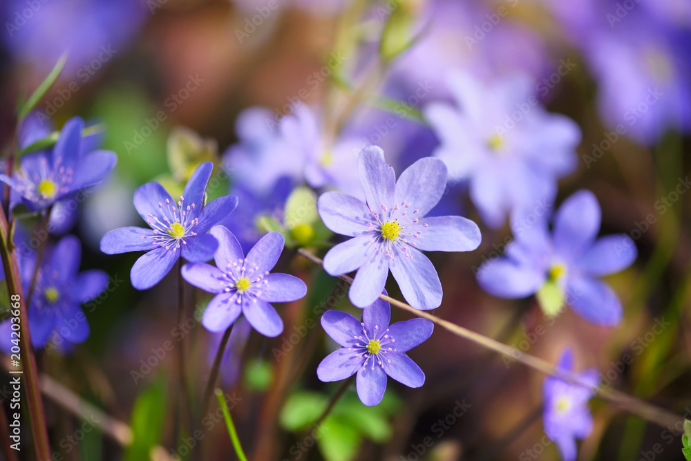 Blooming in the spring forest Hepatica nobilis Blooming in the spring forest Hepatica nobilis