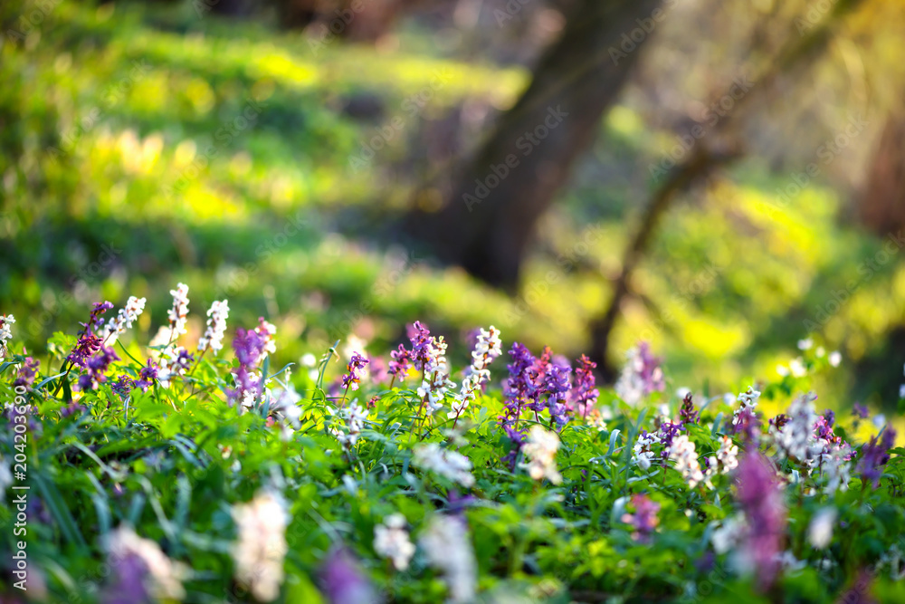 Obraz premium Hollowroot (in Latin: Corydalis cava) blooms in the forest