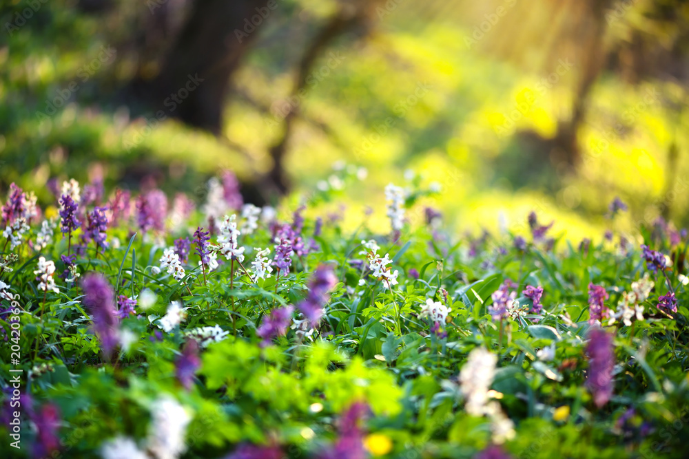 Obraz premium Spring forest with blooming Corydalis cava flowers