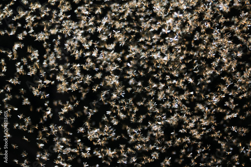 Moths flying around the light bulbs.