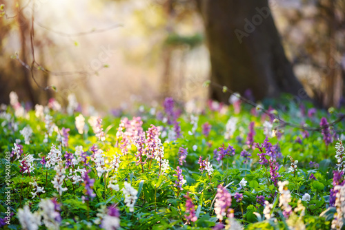 Fototapeta Naklejka Na Ścianę i Meble -  Spring forest with blooming Corydalis cava flowers