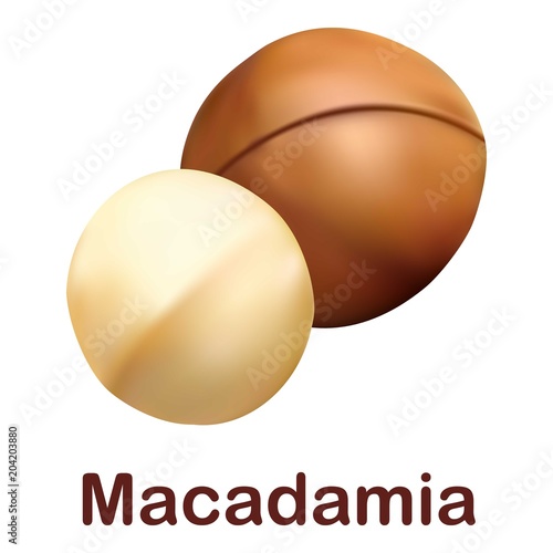 Macadamia icon. Realistic illustration of macadamia vector icon for web design isolated on white background