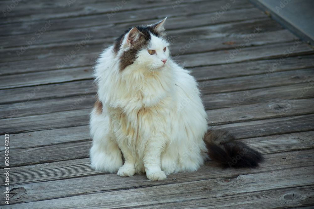 Long hair cat in a garden on teak floor Long hair cat in a garden on teak floor