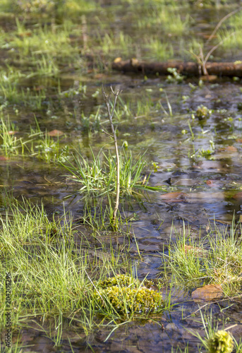 swamp ambiance