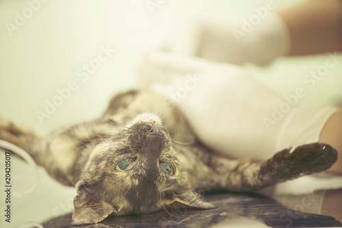 Fototapeta Naklejka Na Ścianę i Meble -  Cat in a veterinary surgery