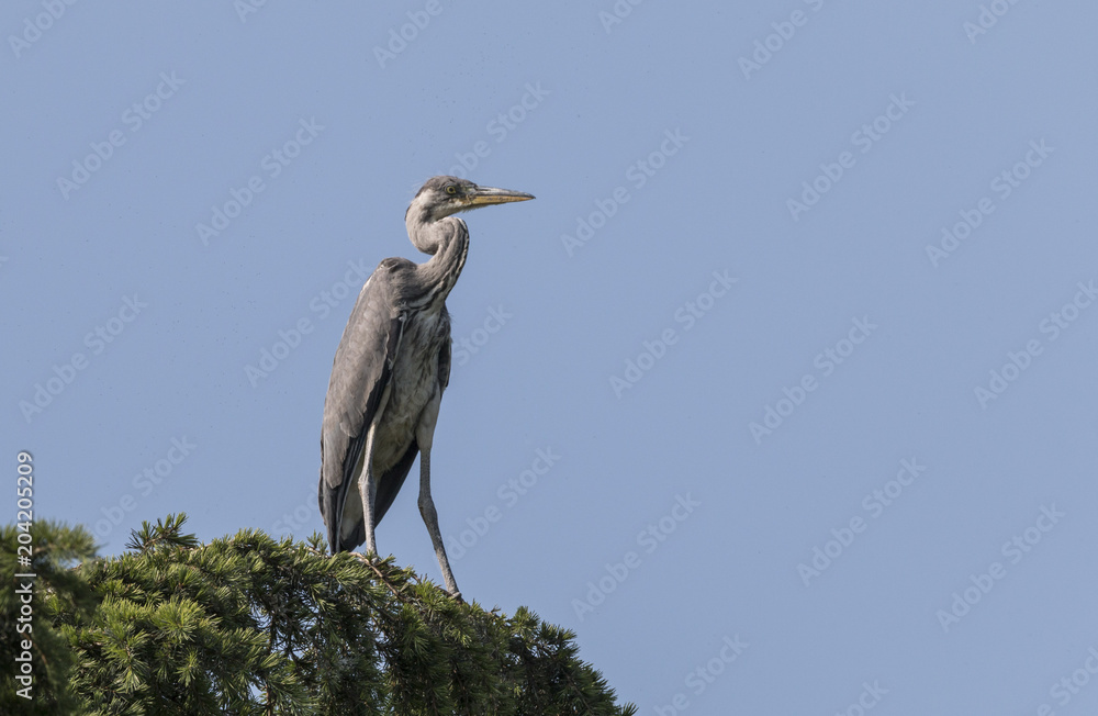 Fototapeta premium grey heron bird ardea cinerea