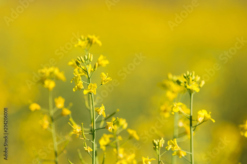 yellow rape flowers close-up on a yellow bokeh background  oilseed crop  source of butter and nectar for beekeeping
