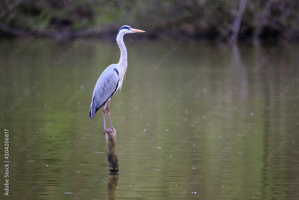 Fototapeta premium Airone cenerino (Ardea cinerea)