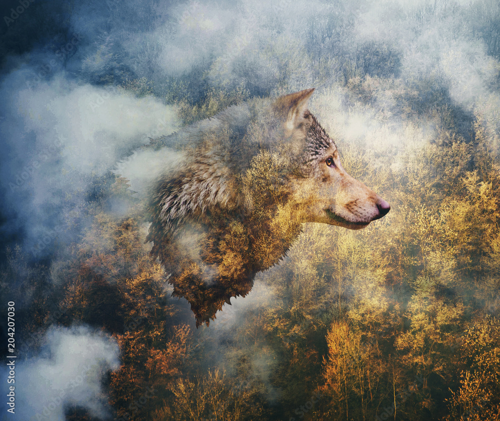 Fototapeta Photo Collage: Head of the Wolf on the Background of Autumn Forest
