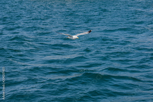 Möwe fliegt über Wasser des Bosporus, Istanbul © Michael Eichhammer